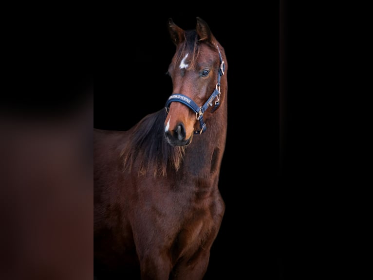 Niemiecki koń sportowy Klacz 2 lat 172 cm Gniada in Marktoberdorf