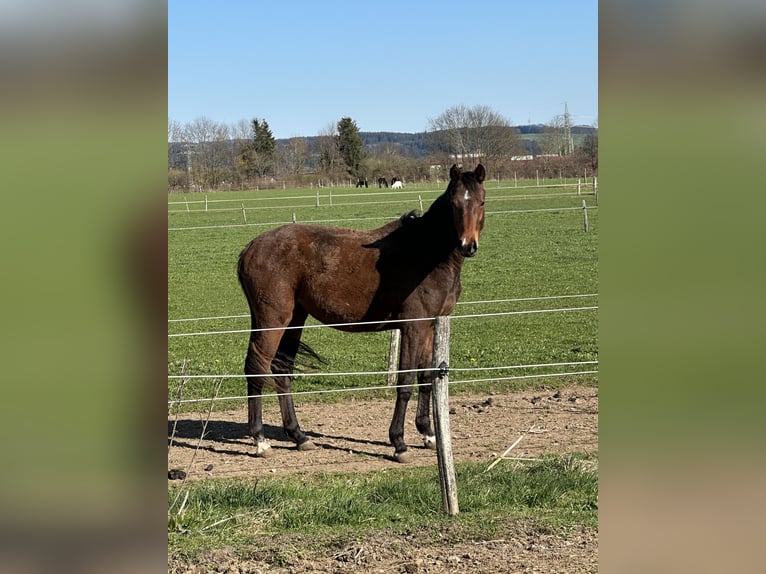 Niemiecki koń sportowy Klacz 2 lat 172 cm Gniada in Marktoberdorf
