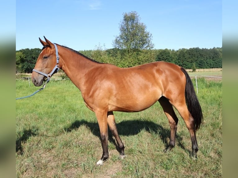 Niemiecki koń sportowy Klacz 2 lat 172 cm Gniada in Milower Land