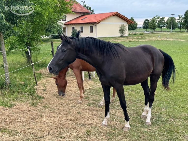 Niemiecki koń sportowy Klacz 2 lat 172 cm Skarogniada in Kastl
