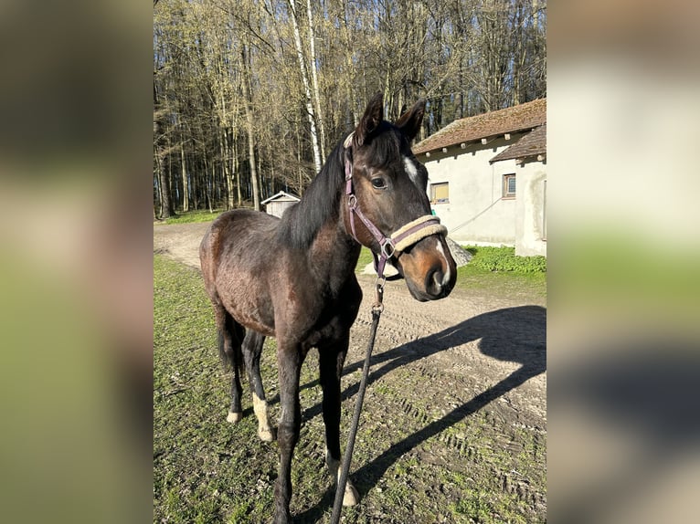 Niemiecki koń sportowy Klacz 2 lat 177 cm Gniada in Geithain