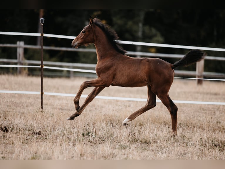 Niemiecki koń sportowy Klacz 2 lat Ciemnogniada in Laaber