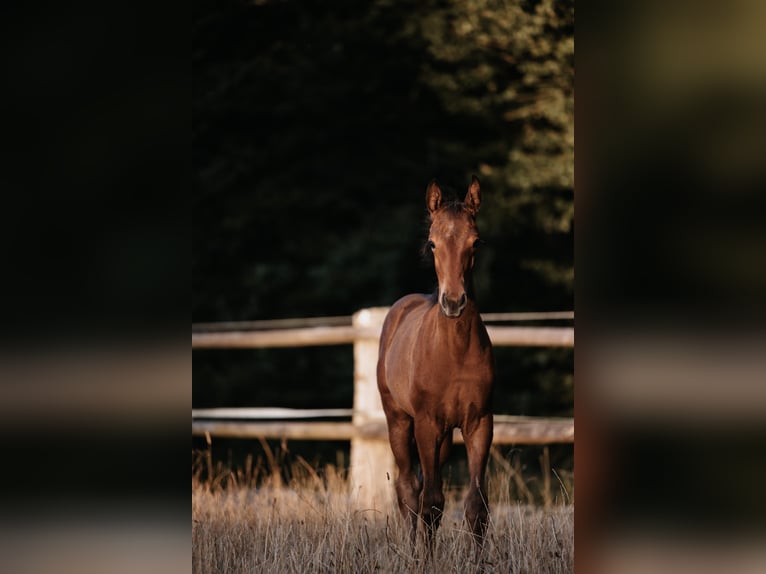 Niemiecki koń sportowy Klacz 2 lat Ciemnogniada in Laaber