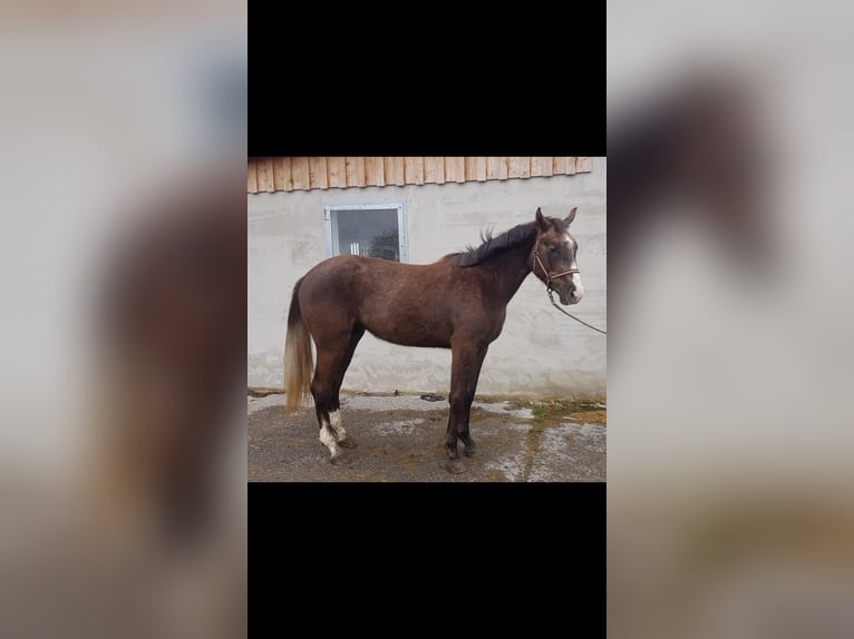 Niemiecki koń sportowy Klacz 2 lat Ciemnokasztanowata in Haldenwang