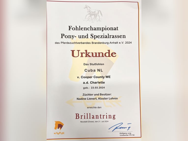 Niemiecki koń sportowy Klacz 2 lat Izabelowata in Kloster Lehnin