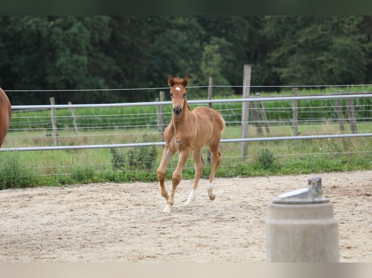 Niemiecki koń sportowy Klacz 2 lat Kasztanowata in Postmünster
