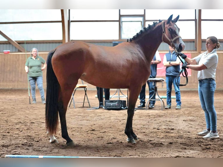Niemiecki koń sportowy Klacz 3 lat 152 cm Gniada in B&#xF6;neb&#xFC;ttel