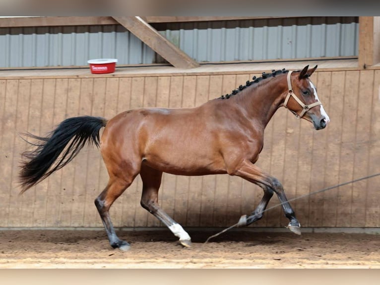 Niemiecki koń sportowy Klacz 3 lat 152 cm Gniada in B&#xF6;neb&#xFC;ttel