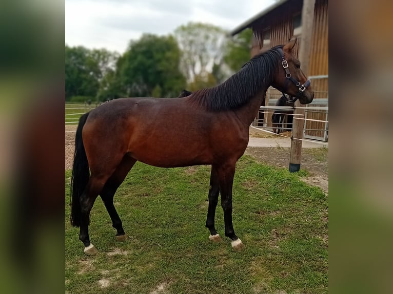 Niemiecki koń sportowy Klacz 3 lat 157 cm Ciemnogniada in Mamming