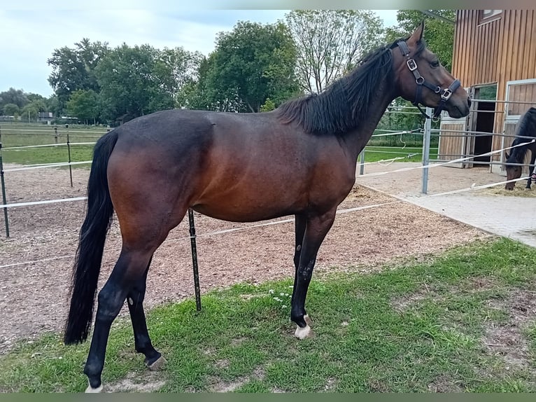 Niemiecki koń sportowy Klacz 3 lat 157 cm Ciemnogniada in Mamming