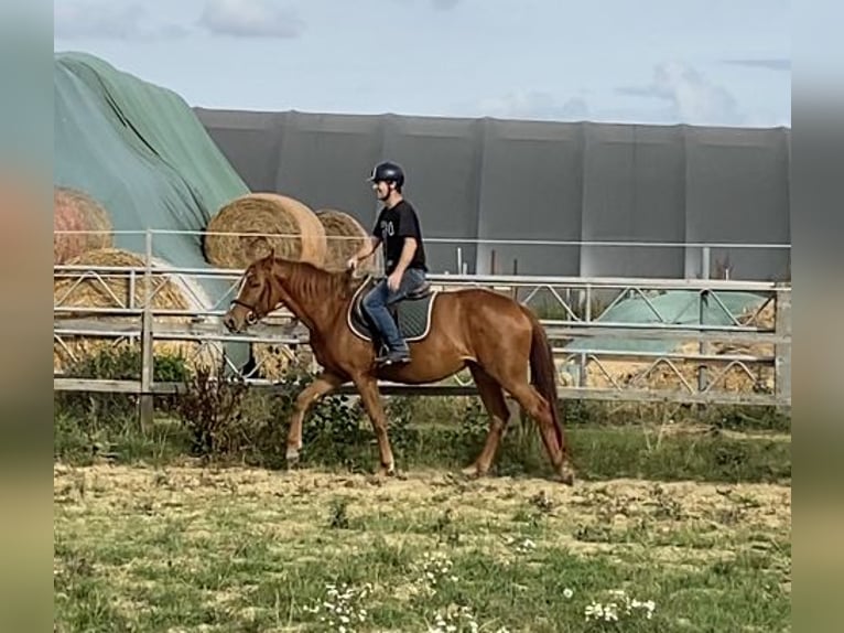 Niemiecki koń sportowy Klacz 3 lat 159 cm Kasztanowata in Mollnitz