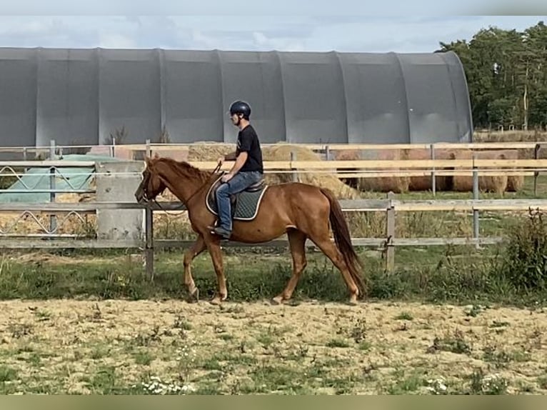 Niemiecki koń sportowy Klacz 3 lat 159 cm Kasztanowata in Mollnitz