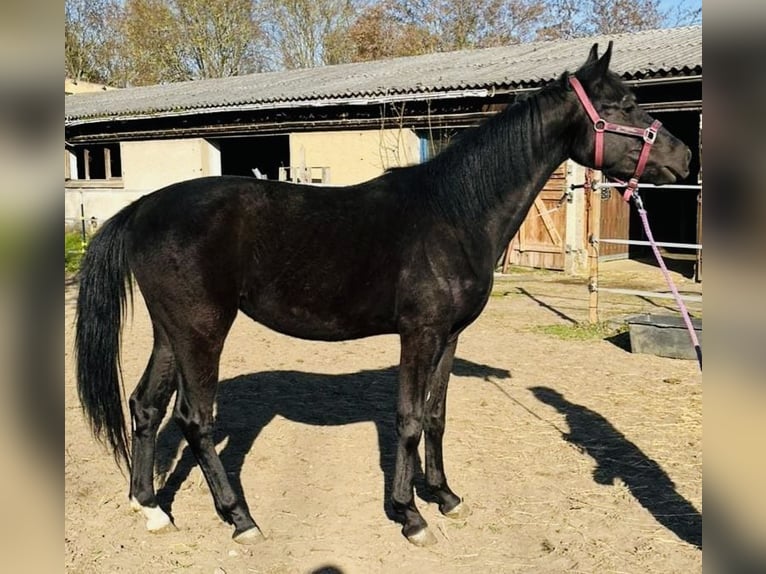 Niemiecki koń sportowy Klacz 3 lat 160 cm Kara in Klipphausen
