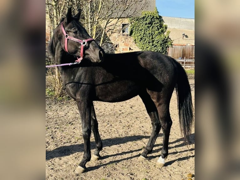 Niemiecki koń sportowy Klacz 3 lat 160 cm Kara in Klipphausen