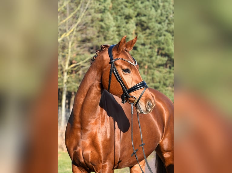 Niemiecki koń sportowy Klacz 3 lat 160 cm Kasztanowata in Kamern