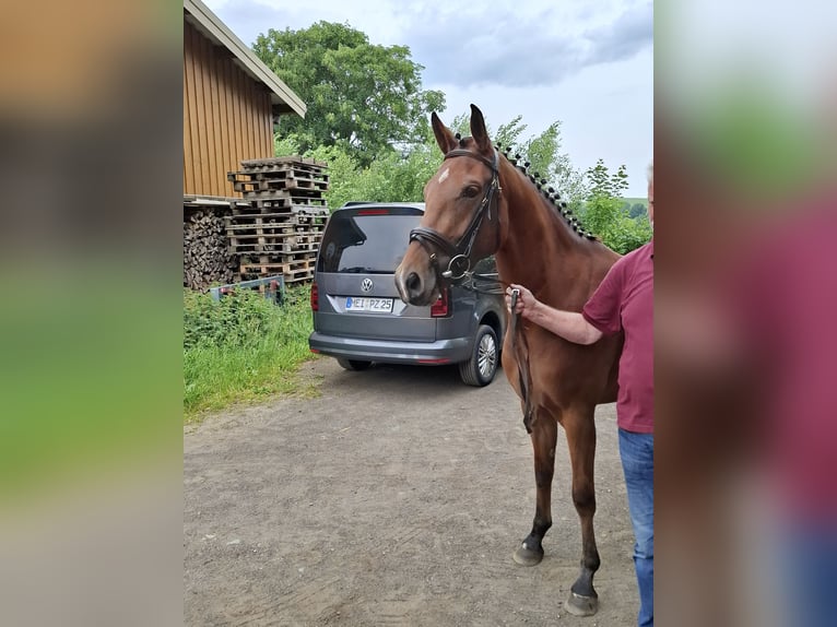 Niemiecki koń sportowy Klacz 3 lat 162 cm Gniada in Amtsberg