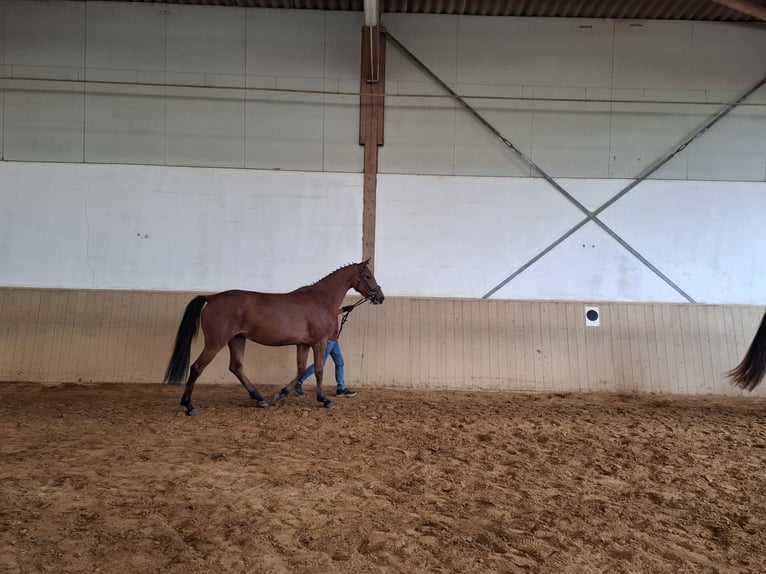 Niemiecki koń sportowy Klacz 3 lat 162 cm Gniada in Amtsberg