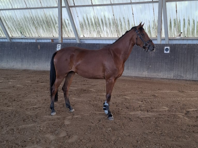 Niemiecki koń sportowy Klacz 3 lat 162 cm Gniada in Amtsberg