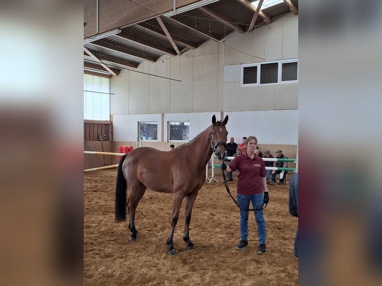 Niemiecki koń sportowy Klacz 3 lat 162 cm Gniada in Amtsberg