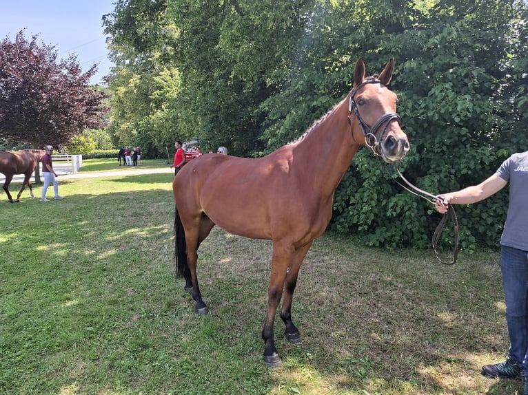 Niemiecki koń sportowy Klacz 3 lat 162 cm Gniada in Amtsberg