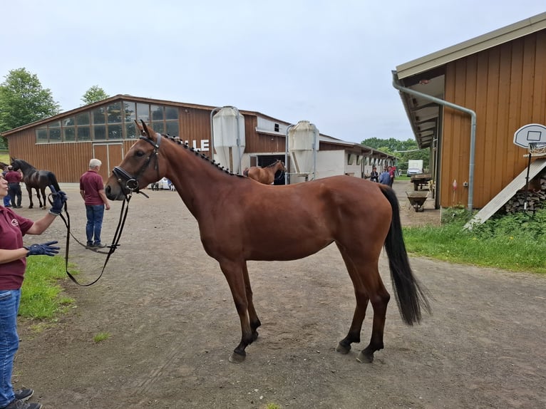 Niemiecki koń sportowy Klacz 3 lat 162 cm Gniada in Amtsberg