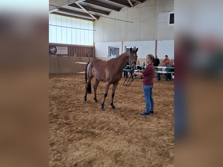 Niemiecki koń sportowy Klacz 3 lat 162 cm Gniada in Amtsberg