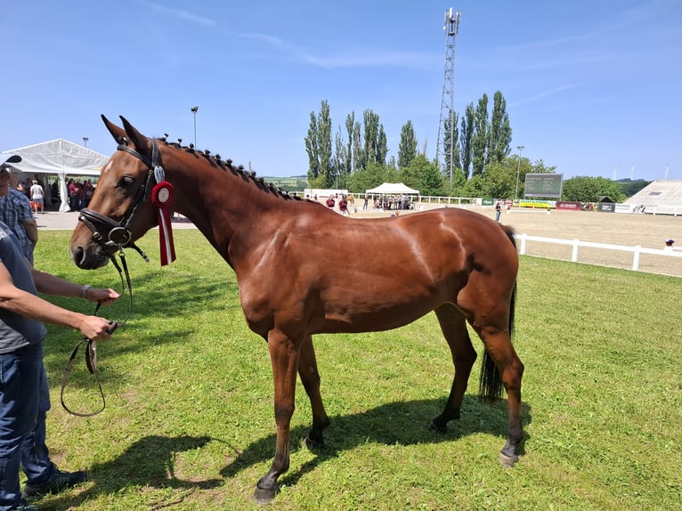 Niemiecki koń sportowy Klacz 3 lat 162 cm Gniada in Amtsberg