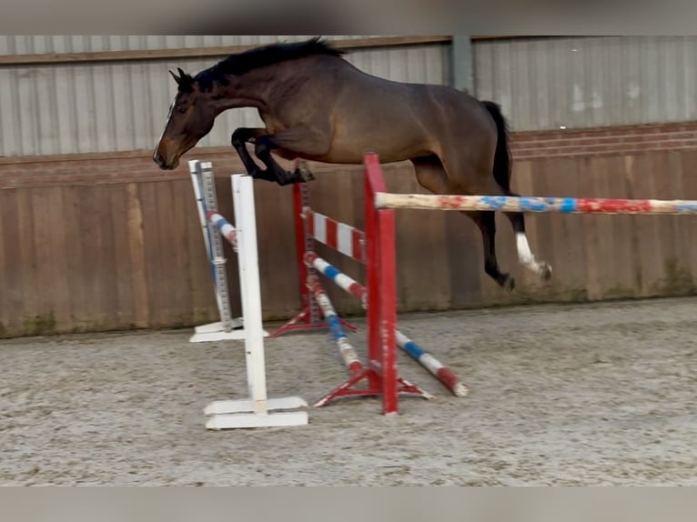 Niemiecki koń sportowy Klacz 3 lat 162 cm Gniada in Zieuwent
