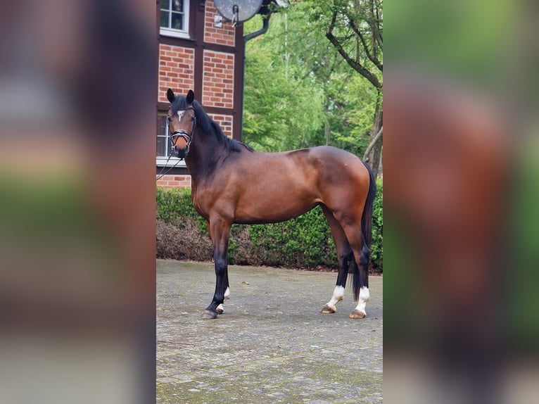 Niemiecki koń sportowy Klacz 3 lat 162 cm Gniada in Warendorf