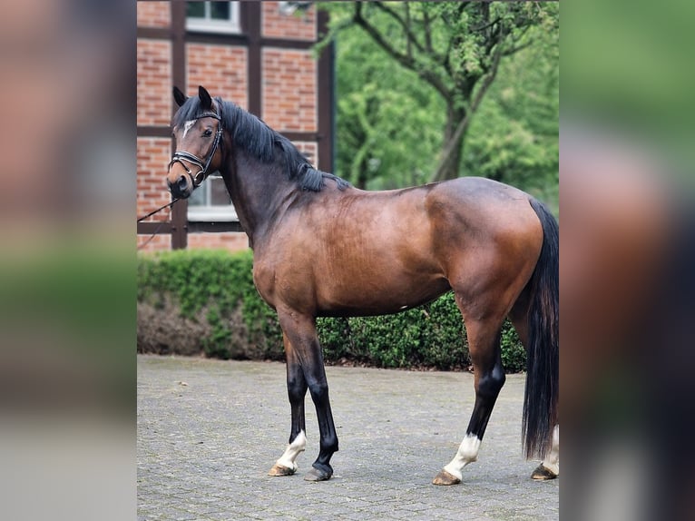Niemiecki koń sportowy Klacz 3 lat 162 cm Gniada in Warendorf