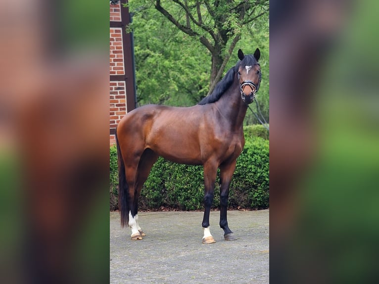 Niemiecki koń sportowy Klacz 3 lat 162 cm Gniada in Warendorf