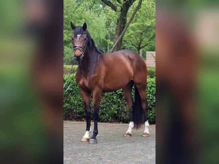 Niemiecki koń sportowy Klacz 3 lat 162 cm Gniada in Warendorf
