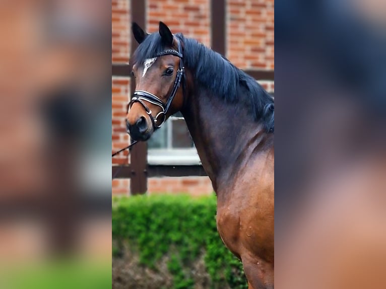 Niemiecki koń sportowy Klacz 3 lat 162 cm Gniada in Warendorf