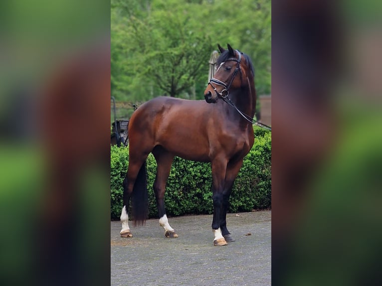 Niemiecki koń sportowy Klacz 3 lat 162 cm Gniada in Warendorf