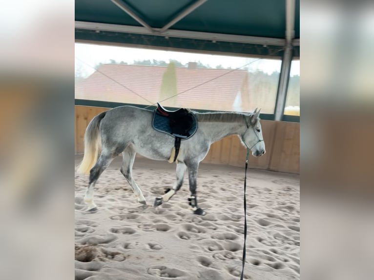 Niemiecki koń sportowy Klacz 3 lat 162 cm Siwa in Seßlach