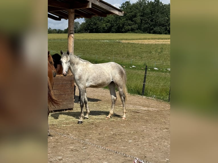 Niemiecki koń sportowy Klacz 3 lat 162 cm Siwa in Seßlach