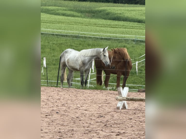 Niemiecki koń sportowy Klacz 3 lat 162 cm Siwa in Seßlach