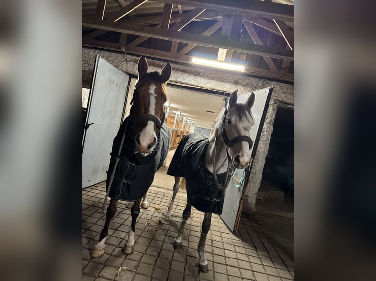 Niemiecki koń sportowy Klacz 3 lat 162 cm Siwa in Seßlach