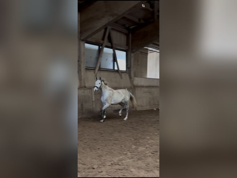 Niemiecki koń sportowy Klacz 3 lat 162 cm Siwa in Seßlach