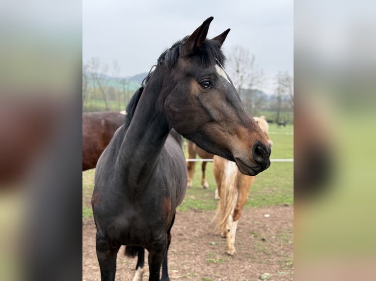 Niemiecki koń sportowy Klacz 3 lat 162 cm Skarogniada in Kaltennordheim