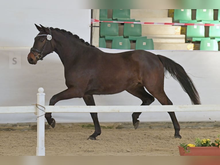 Niemiecki koń sportowy Klacz 3 lat 163 cm Ciemnogniada in Limburgerhof