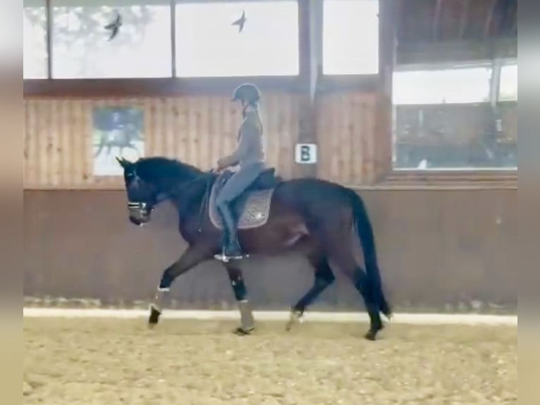 Niemiecki koń sportowy Klacz 3 lat 163 cm Gniada in Wolnzach