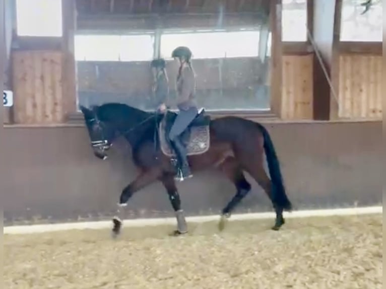 Niemiecki koń sportowy Klacz 3 lat 163 cm Gniada in Wolnzach