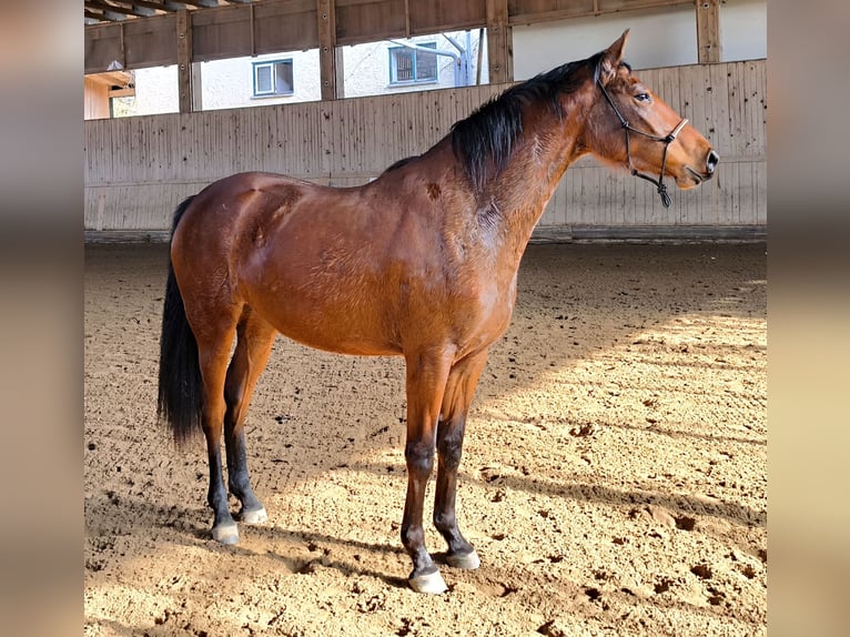 Niemiecki koń sportowy Klacz 3 lat 163 cm Gniada in Thyrnau