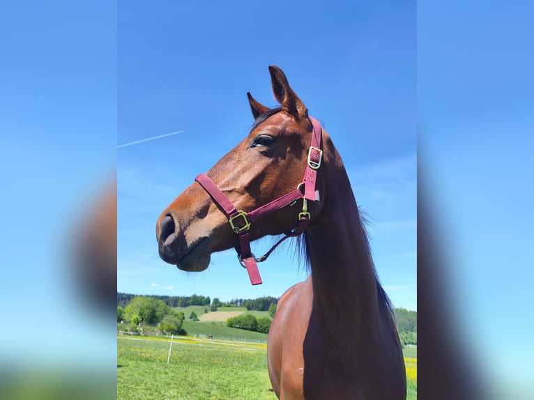Niemiecki koń sportowy Klacz 3 lat 163 cm Gniada in Thyrnau