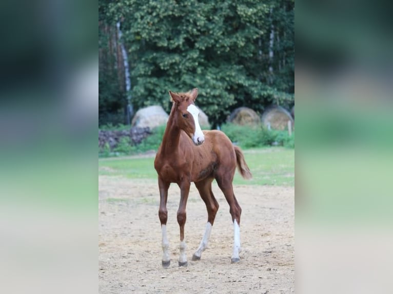 Niemiecki koń sportowy Klacz 3 lat 163 cm Kasztanowata in Mohlsdorf