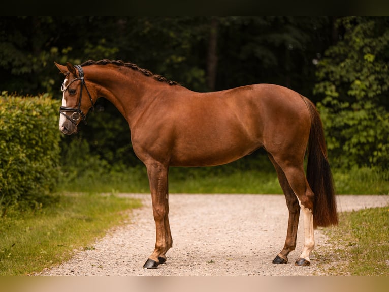 Niemiecki koń sportowy Klacz 3 lat 163 cm  in Wehringen