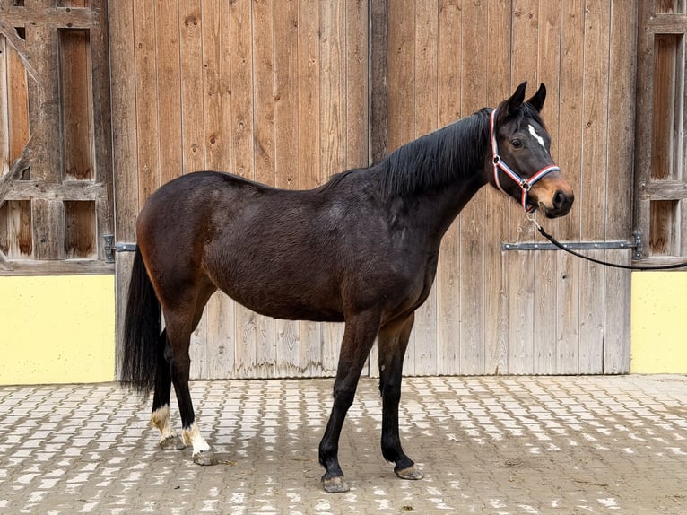 Niemiecki koń sportowy Klacz 3 lat 164 cm Ciemnogniada in Kirchanschöring