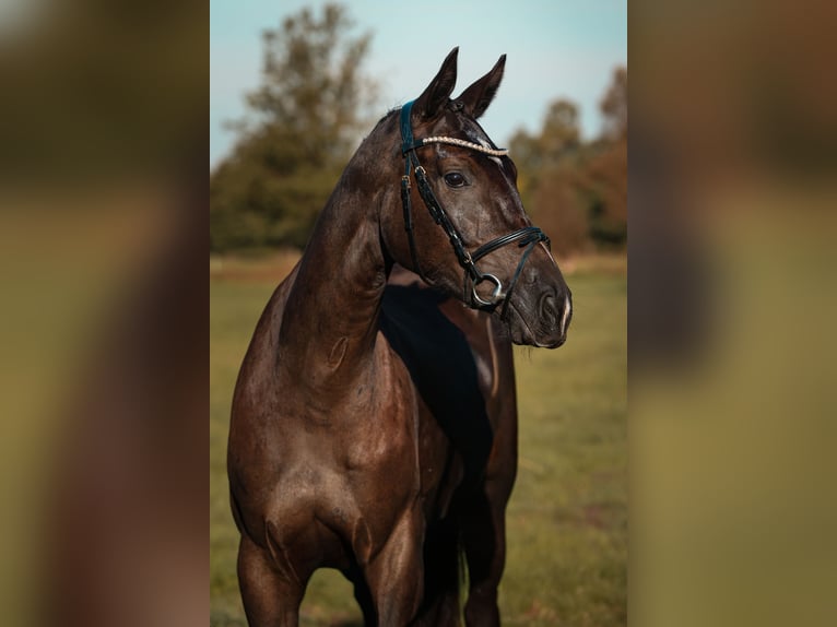 Niemiecki koń sportowy Klacz 3 lat 164 cm Kara in Neustadt Dosse