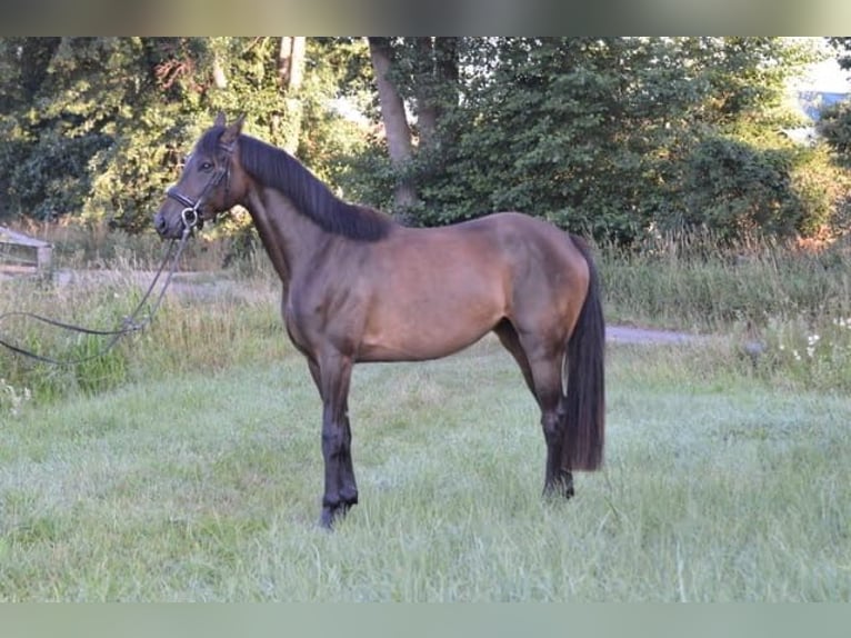 Niemiecki koń sportowy Klacz 3 lat 164 cm Skarogniada in Wiesentheid